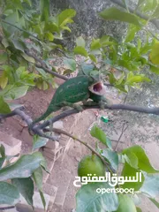  3 للبيع منزل مكون من طابقين بالإضافة إلى حديقة نصف دونم مشجر