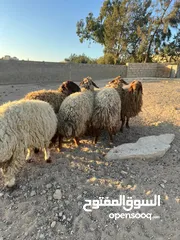  9 7 قراقير اوزان من 55 ل 65
