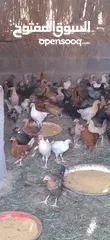  5 للبيع دجاج عماني العمر2 شهر و 20 يوم   الحبه ع ريال