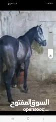  2 حصان للبيع
