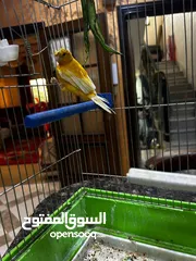  2 فحل كنار جزري مقمبر تغريد ناررر للبيع او للبدل على أي شيء