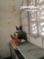  1 طيره زاجل زرقا محترمه