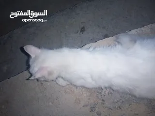  1 بسه شيرازيه