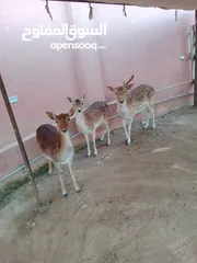  2 غزلان ثلاث ثنتين معاشير واحد ذكر