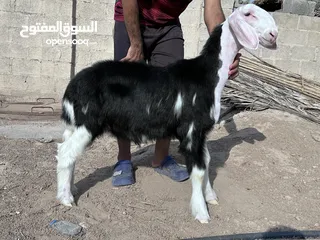  1 كبش نجدي بيور مشروع فحل فاخر اللهم بارك يألي يريد يذخر شي