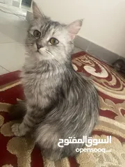  1 قطه شيرازي للتبني