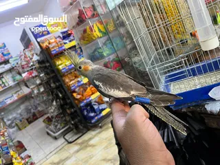  2 طير كوكتيل