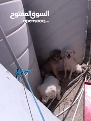  2 كلاب للبيع ثلث ذكور وانثى