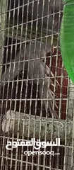  1 ببغاء كساندرا و دوره