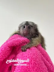  3 قرد مارموسيت جميل