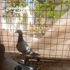  3 حمام زاجل فطام جديد دماء قوية  ثلاثة فراخ نخب  مطلوب 12دينار  اربع دينار الواحد