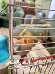  9 عصفور كوكتيل عمره من 3-5 اشهر مو مبين ذكر ولا انثى