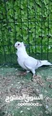  3 فحول مطير وزق