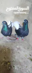  8 الحمام البيع في السلط