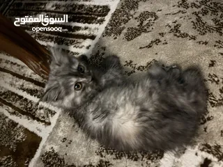  1 قطة شيرازي مع حاجاته