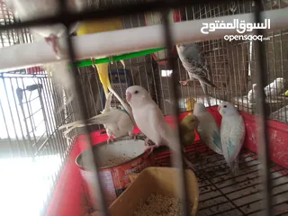  19 عصافير توكتيل جوز عصافير حب مخاليف