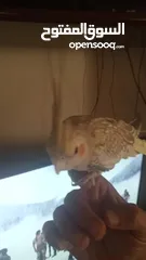  4 انثى كوكتيل مدربة