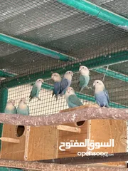  1 طيور البينو للبيع جمله