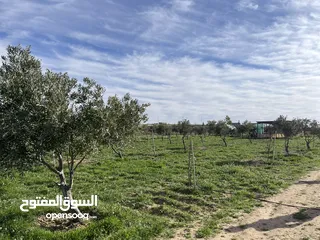  2 ارض زراعيه مجهزه بل كامل تبعد عن شارع المطار 6 كيلو تبعد عن وسط مادبا4ك