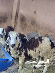  2 كبش عمانيي