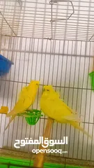  6 جواز وحبات طيور