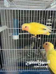  4 عصافير روز