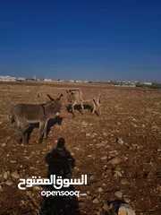  1 حماره للبيع  مع جحشها