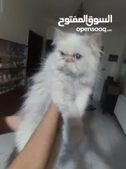  1 قططايه للبيع