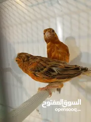  4 3 طواير مورديات  اهالي فراخ
