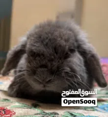  4 For sale all kinds of rabbits Holland loop , natherland mini , flamish gaint flander etc