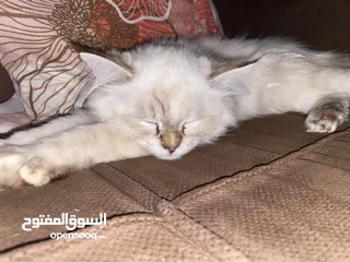  5 قط انثى للبيع
