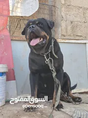  4 جراو روت وايلر جامبو حجم ضخم