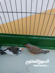  4 طيور زينه للبع فنجز للبيع مع كامل الاغراض ومع ققص ومع اكل يكفي لمدة شهر