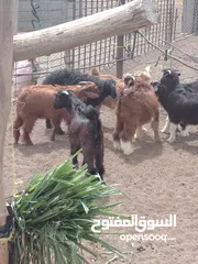  1 حلال للبيع تيوس وكبش