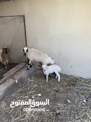  3 جاعده وتحتها كبش