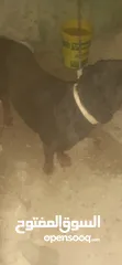  1 جوز كلاب روت ويلر ولانثى معشره