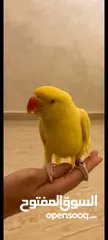  2 يوجد حبة درة لون اصفر اليف