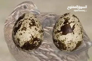  1 بيض فري سوبر جامبو