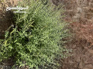  16 ارض مميزة 3ونص دونم للبيع من المالك مباشرة