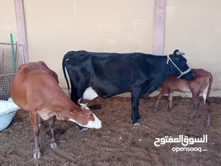  6 cow for sale