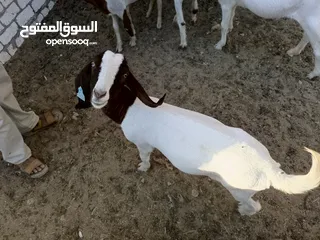  17 ماعز خليط موجود كمية
