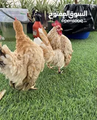  1 يوز سيراما