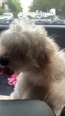  2 كلب مالتي بو عمرو سنه ذكر