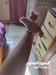  3 غندروه اليفه