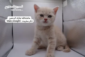  11 سكوتش كيتن فولد وستريت الوان مميزه ليلك ومشمشي وغيرها 15 كيتن