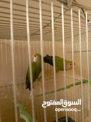  2 جوز روز ماشاءالله تبارك الله جوز مرتب السعر نهايتو 20