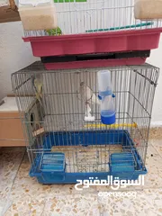  6 طيور  حب وجنة للبيع