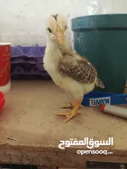  1 صيصان فيومي وبلدي