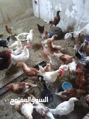  3 دجاج للبيع  نخب واتس اب الحصن 40فرخه العمر5شهورونص