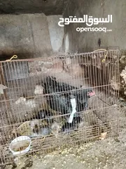  1 ثلث جاجات بناديق باكستاني